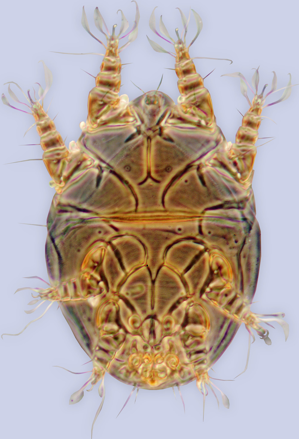 Image de <i>Horstiella quadrata</i>