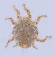 Image of <i>Sennertia hurdi</i>