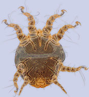 Image of <i>Chaetodactylus azteca</i>