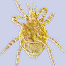 Image of <i>Laelaspoides ordwayae</i>