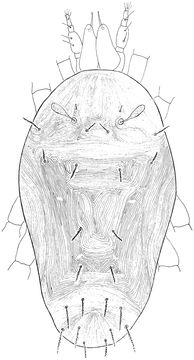 Image of Proctotydaeus