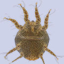 Image of <i>Chaetodactylus</i> (<i>Achaetodactylus</i>) <i>dementjevi</i>