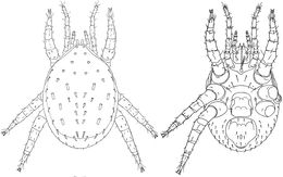 Image of <i>Grafia trigonarum</i>