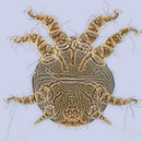 Image of <i>Chaetodactylus abditus</i>