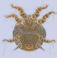 Image of <i>Chaetodactylus abditus</i>