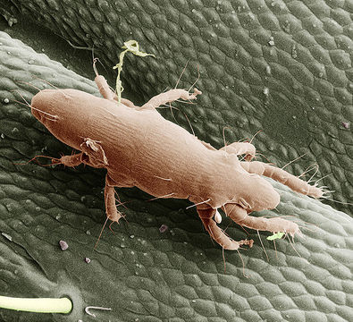 Image of Pediculoididae