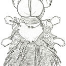 Image of Erythraeoidea