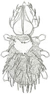 Image of bee mites