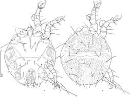 Image of <i>Chaetodactylus antillarum</i> Klimov & OConnor 2008