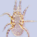 Image of Ascoidea