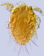 Image of Myrmozercon