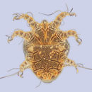 Image de <i>Achaetodactylus ceratinae</i>