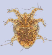 <i>Achaetodactylus ceratinae</i> resmi