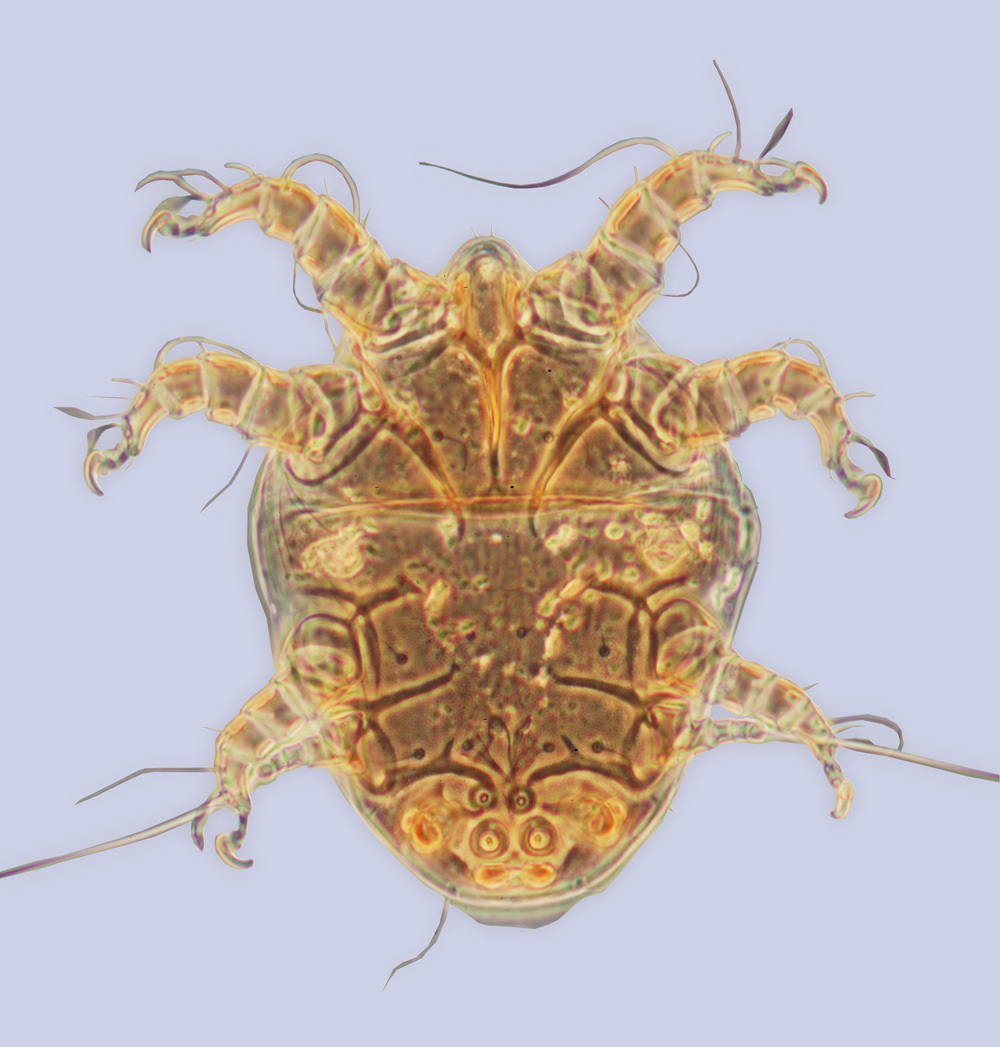 <i>Achaetodactylus ceratinae</i> resmi