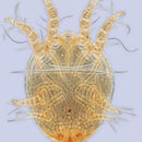 Image de <i>Roubikia imberba</i>