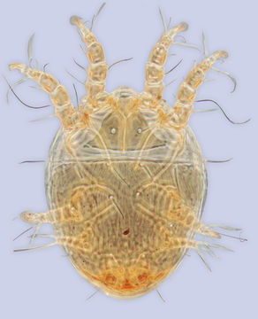 Image de <i>Roubikia imberba</i>