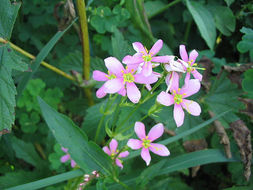 Imagem de Sabatia angularis (L.) Pursh