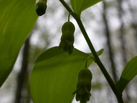 Polygonatum pubescens (Willd.) Pursh resmi