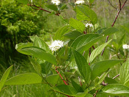 Слика од <i>Cornus stolonifera</i>