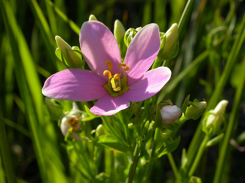 Imagem de Sabatia angularis (L.) Pursh