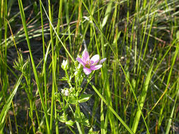 Imagem de Sabatia angularis (L.) Pursh