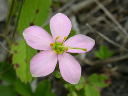 Imagem de Sabatia angularis (L.) Pursh