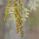 Image of Black Oak