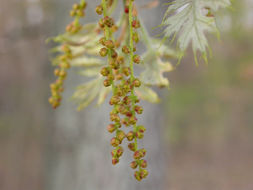 Quercus velutina Lam. resmi