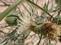 Imagem de Cirsium pitcheri (Torr. ex Eaton) Torr. & A. Gray