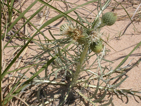 Imagem de Cirsium pitcheri (Torr. ex Eaton) Torr. & A. Gray