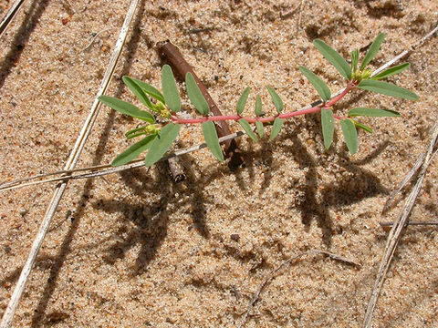 Слика од Euphorbia polygonifolia L.