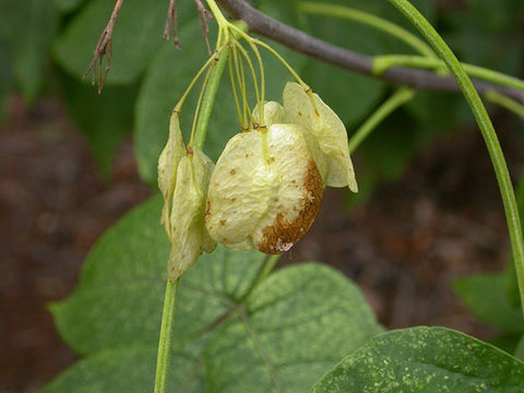 Image of common hoptree