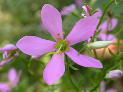 Imagem de Sabatia angularis (L.) Pursh