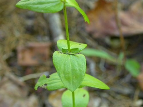 Imagem de Sabatia angularis (L.) Pursh