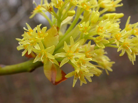 Image of Mitten tree