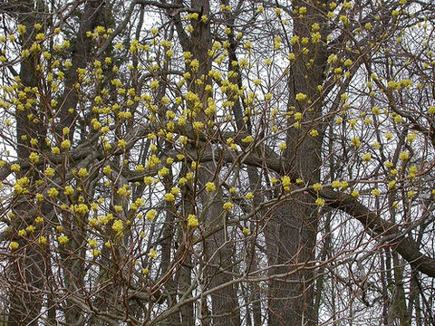 Image of Mitten tree