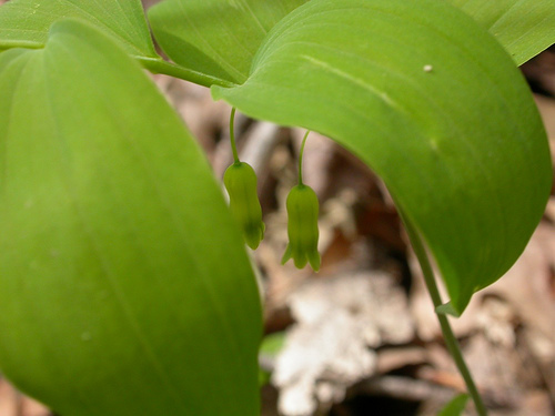 Polygonatum pubescens (Willd.) Pursh resmi