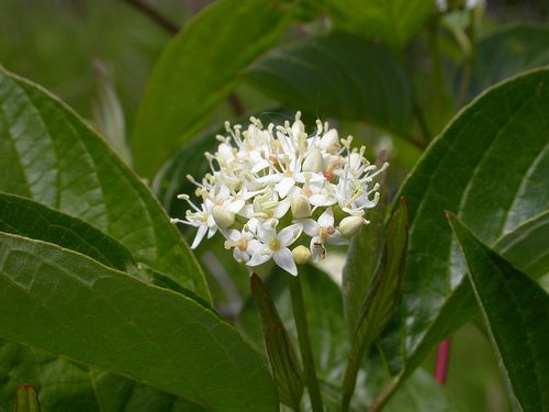 Image of <i>Cornus stolonifera</i>