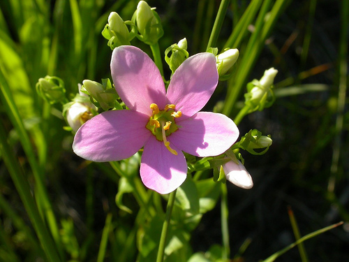 Imagem de Sabatia angularis (L.) Pursh