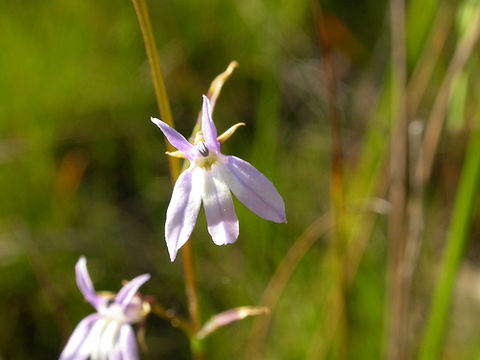 Image of Kalm's Lobelia