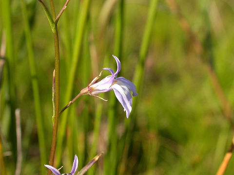 Image of Kalm's Lobelia