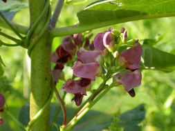 Image of groundnut