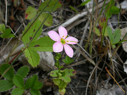 Imagem de Sabatia angularis (L.) Pursh