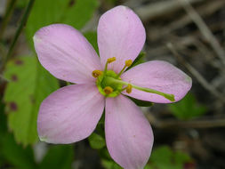 Imagem de Sabatia angularis (L.) Pursh