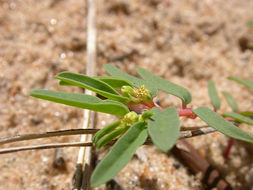 صورة Euphorbia polygonifolia L.