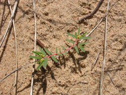 صورة Euphorbia polygonifolia L.