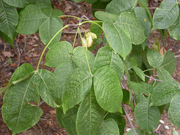 Image of common hoptree