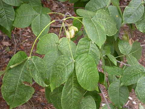 Image of common hoptree