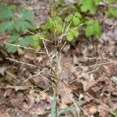 صورة <i>Calamovilfa longifolia</i> v. <i>magna</i>