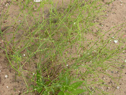 Image of Winged-Pigweed